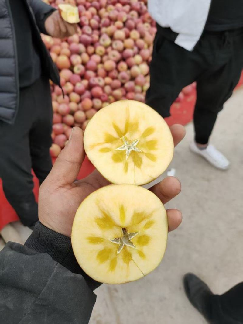 甘肃白银靖远冰糖心的红富士苹果，正在大量采摘