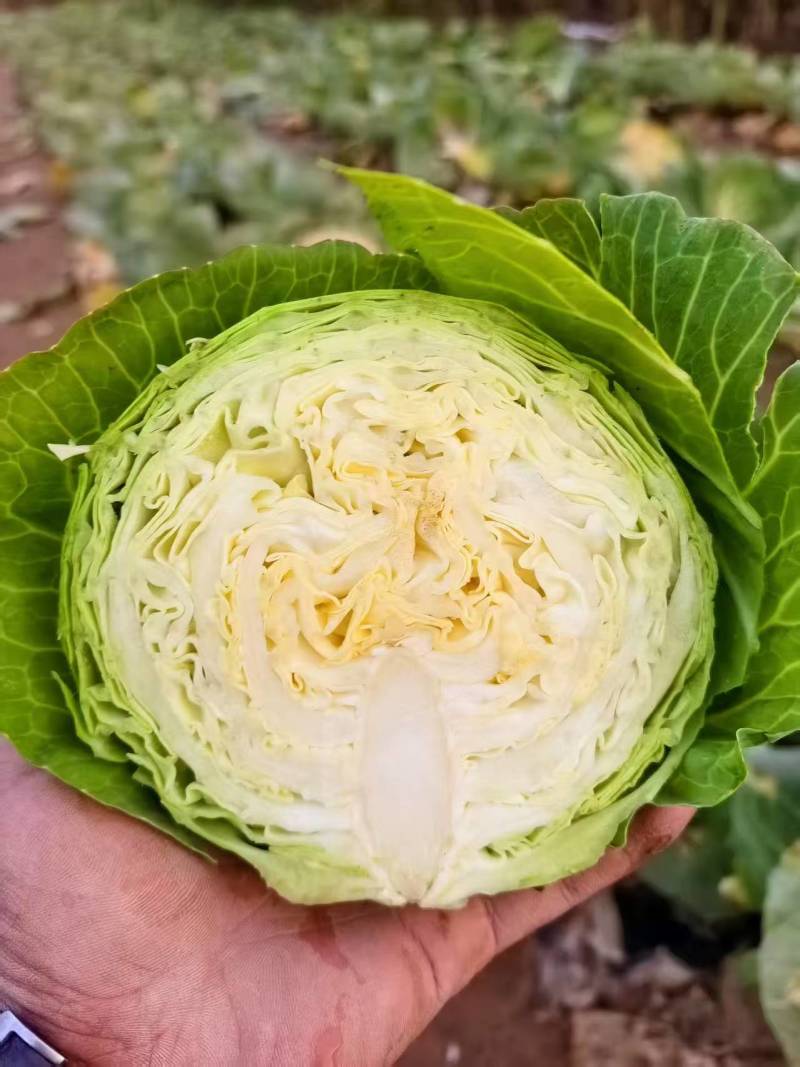 甘蓝