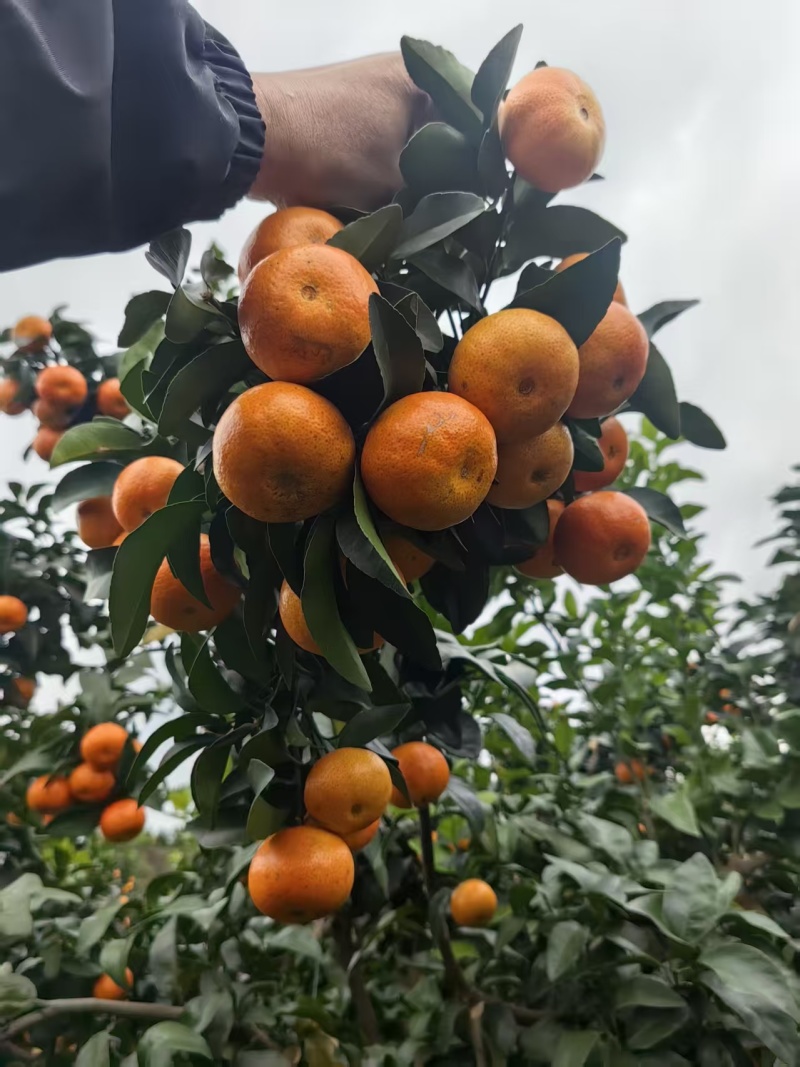 金秋砂糖桔，纯甜化渣，果肉细腻，大量上市中