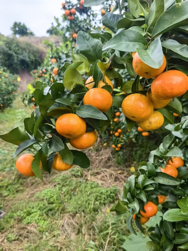 金秋砂糖桔，纯甜化渣，果肉细腻，大量上市中