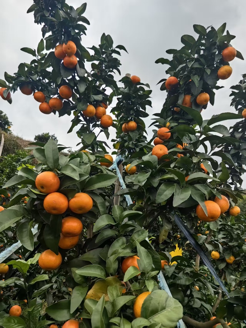 金秋砂糖桔，纯甜化渣，果肉细腻，大量上市中