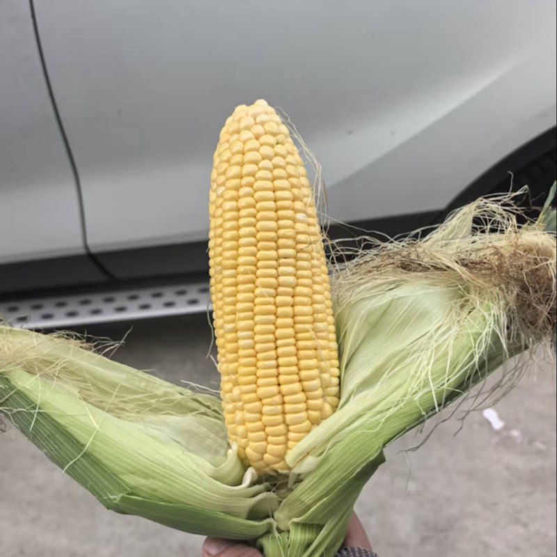 水果玉米