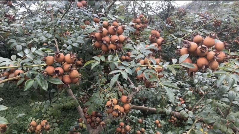 新鲜果刺梨无籽**泡酒泡水水果榨汁生吃