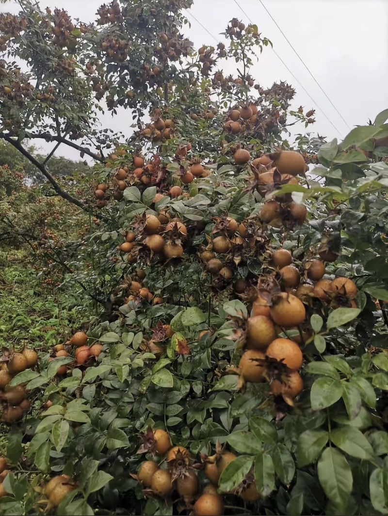 新鲜果刺梨无籽**泡酒泡水水果榨汁生吃