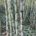 大田建设镇水果甘蔗（三宝雪蔗）求收购