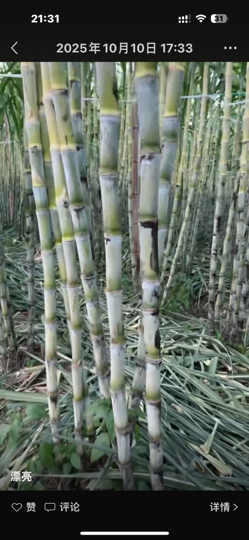大田建设镇水果甘蔗（三宝雪蔗）求收购