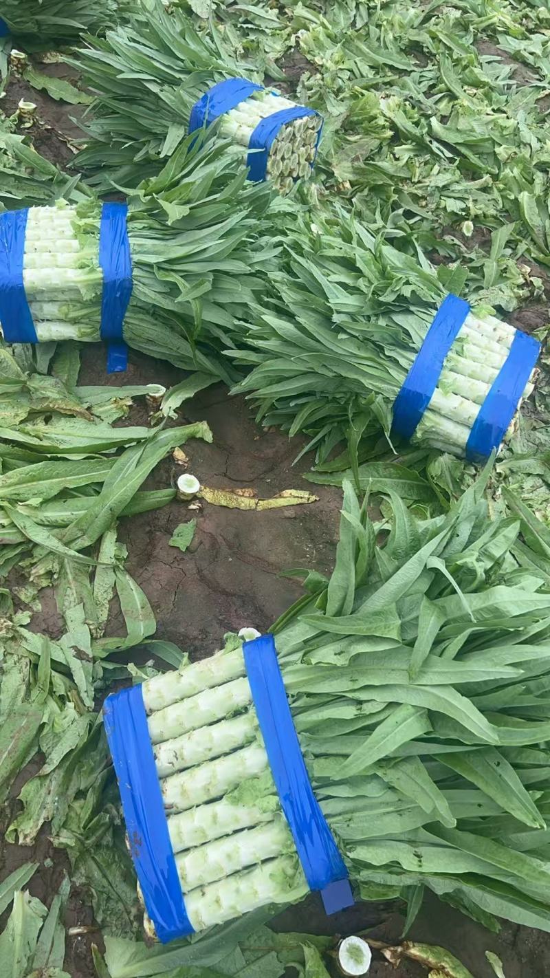莴笋基地大量供应莴笋尖叶莴笋青皮实心莴笋青肉莴笋