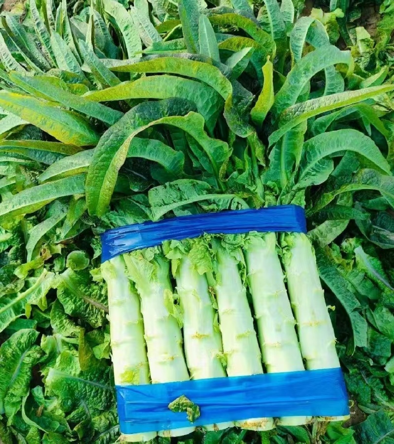 莴笋基地大量供应莴笋尖叶莴笋青皮实心莴笋青肉莴笋