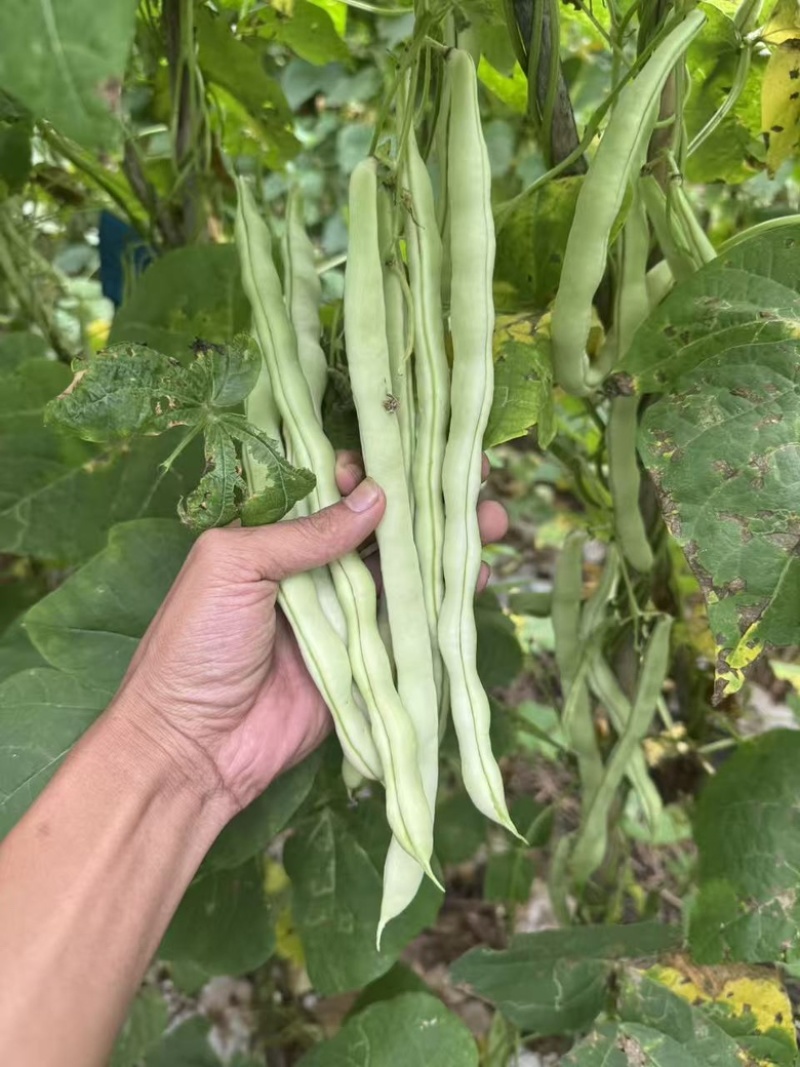 白豆