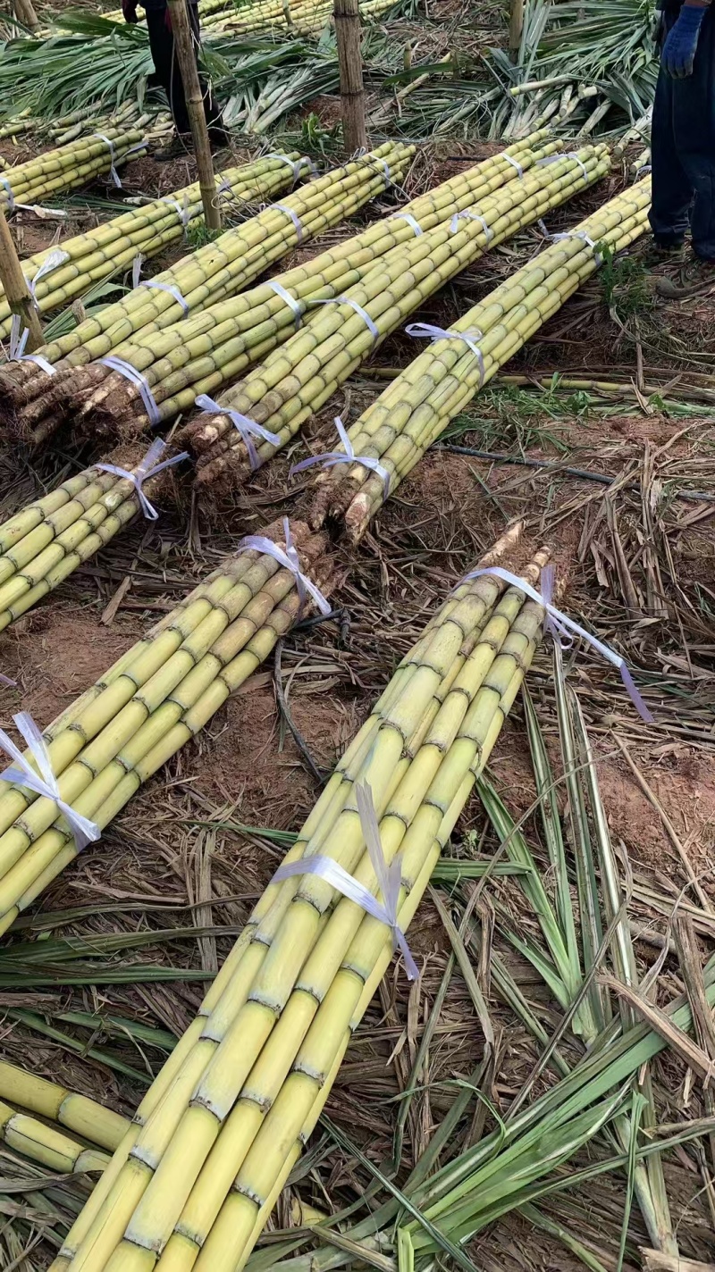 黄皮甘蔗，云南黄金水果甘蔗质量保证，脆甜皮薄量大优惠