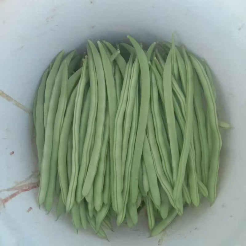小金豆