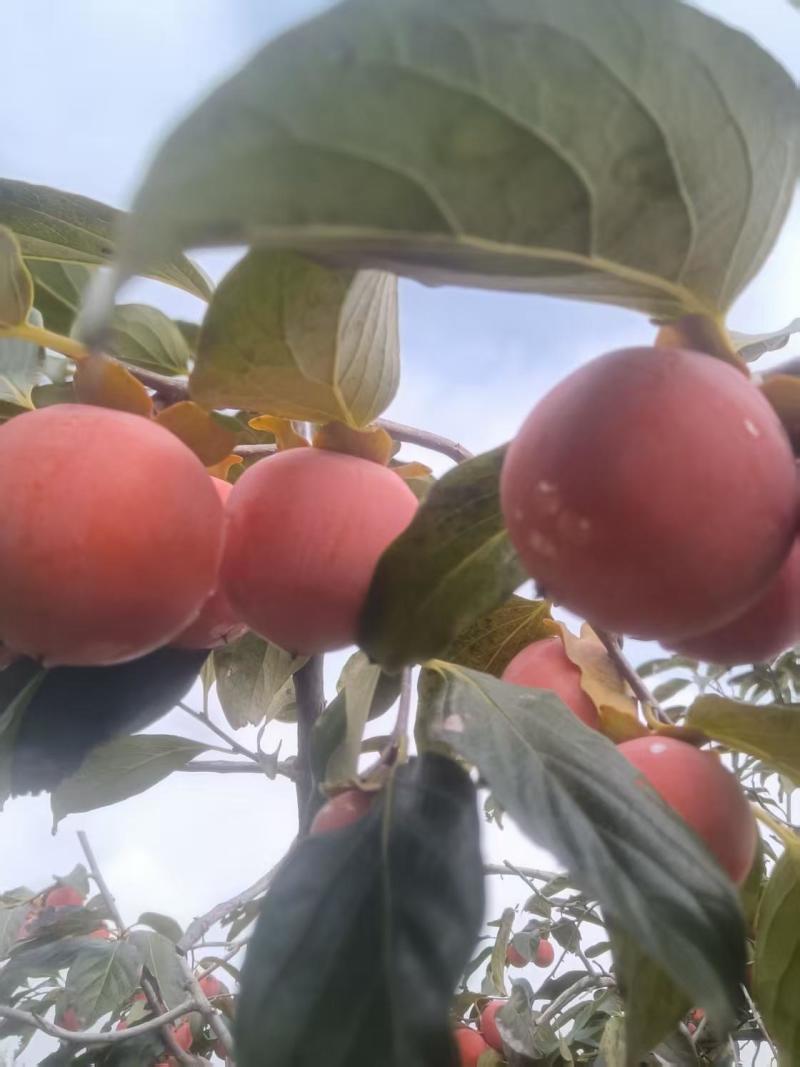 陕西一口香柿子，吊红柿子大量上市，一手货源欢迎采购。