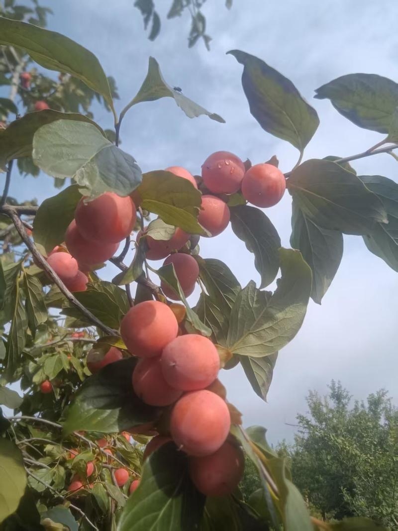 陕西一口香柿子，吊红柿子大量上市，一手货源欢迎采购。