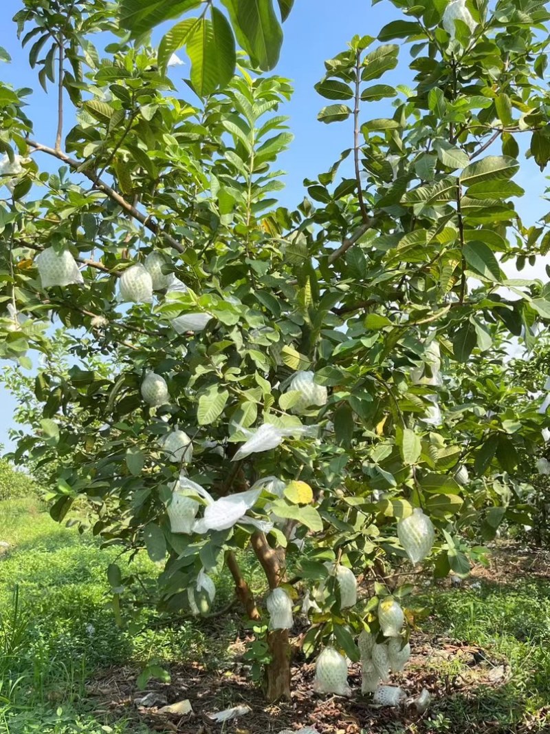 广东番石榴货源充足，质量保证，代办发往全国。