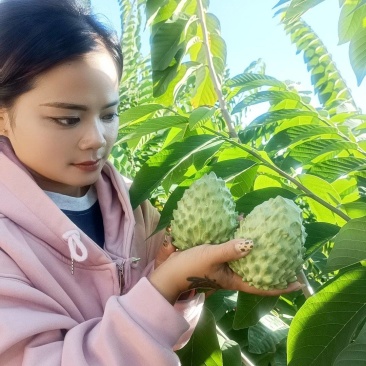 云南凤梨释迦果