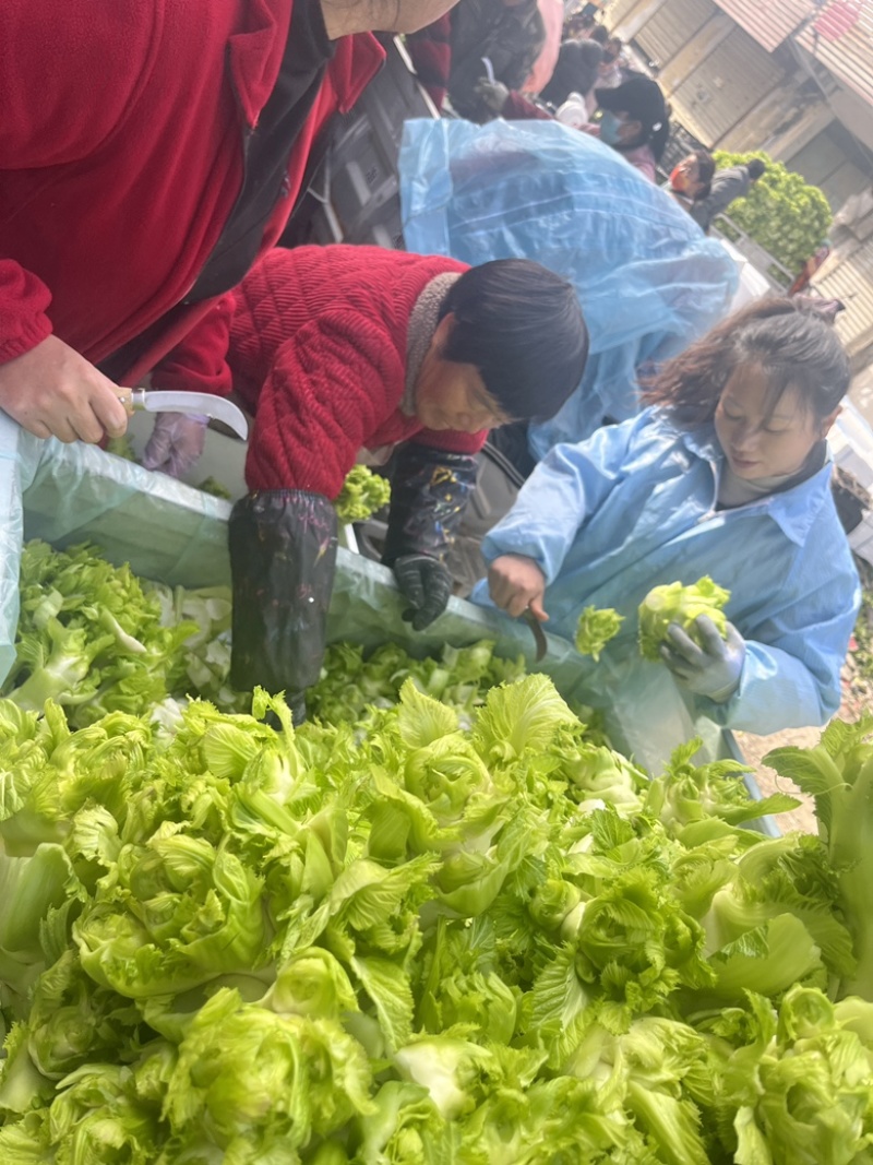 儿菜精品大量上市产地直发货源充足欢迎来电合作代发全国