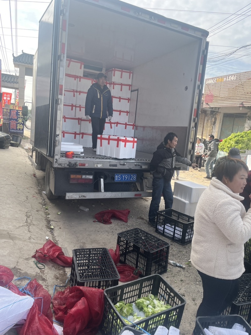 儿菜精品大量上市产地直发货源充足欢迎来电合作代发全国