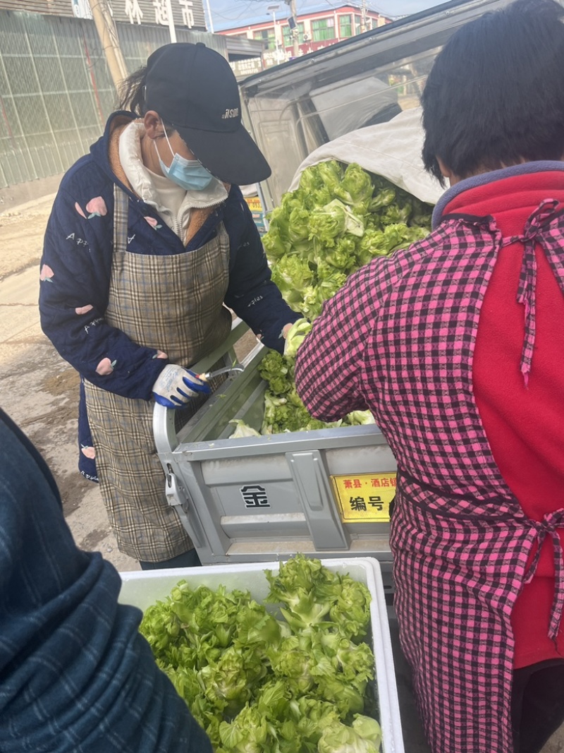 儿菜精品大量上市产地直发货源充足欢迎来电合作代发全国