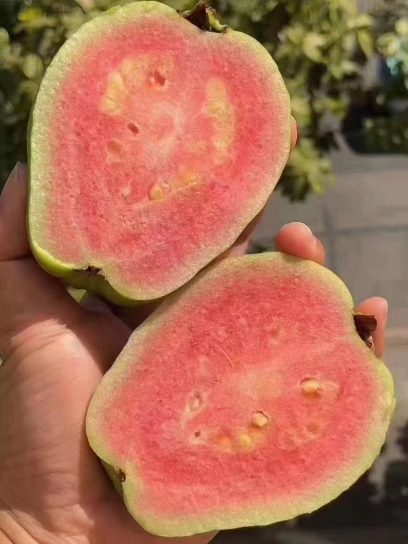 红心番石榴芭乐专业代办，货源充足，质量保证诚信经营