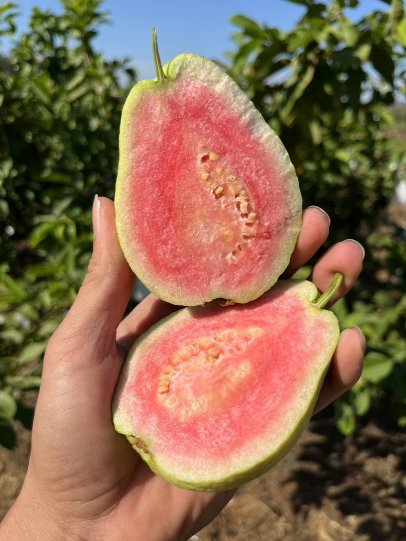 红心番石榴芭乐专业代办，货源充足，质量保证诚信经营