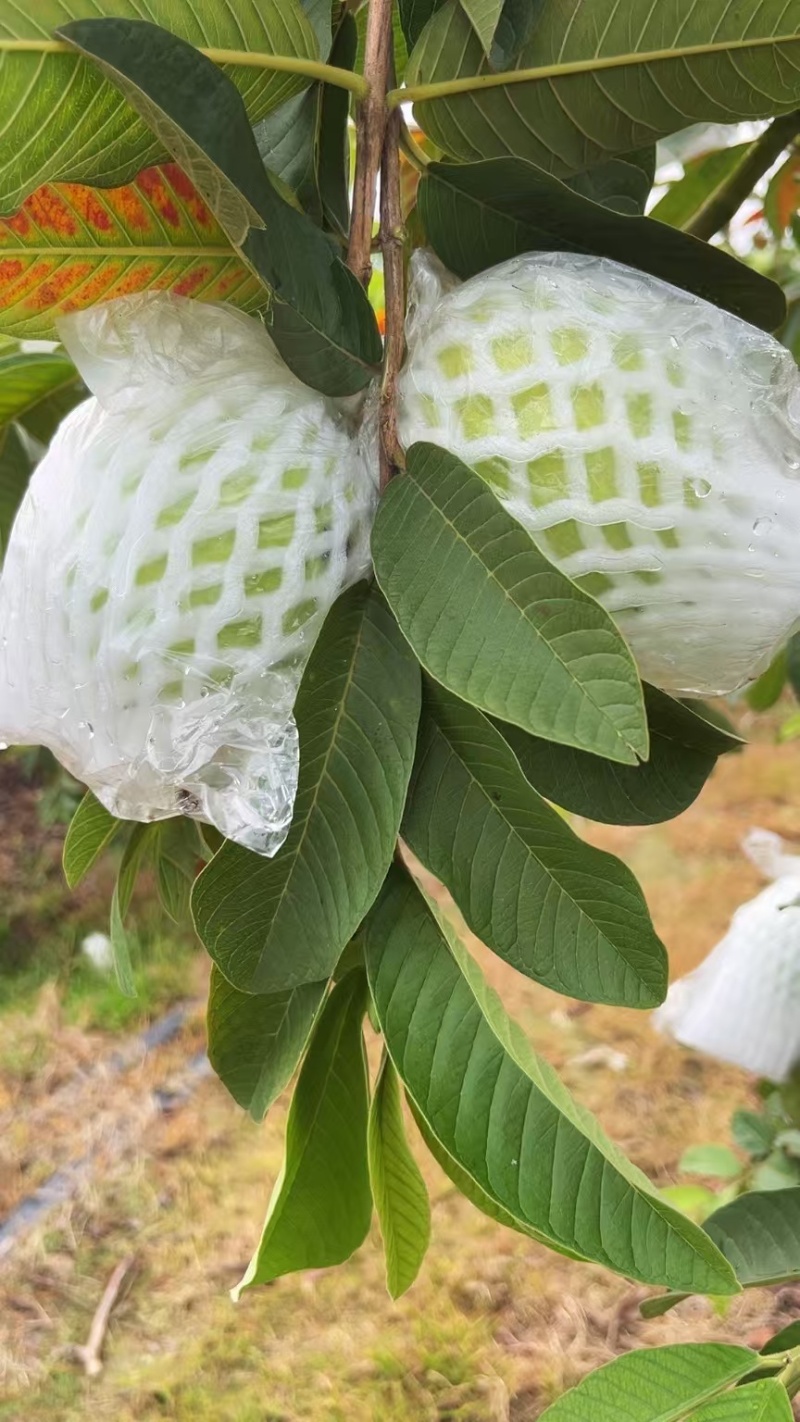 红心番石榴芭乐专业代办，货源充足，质量保证诚信经营