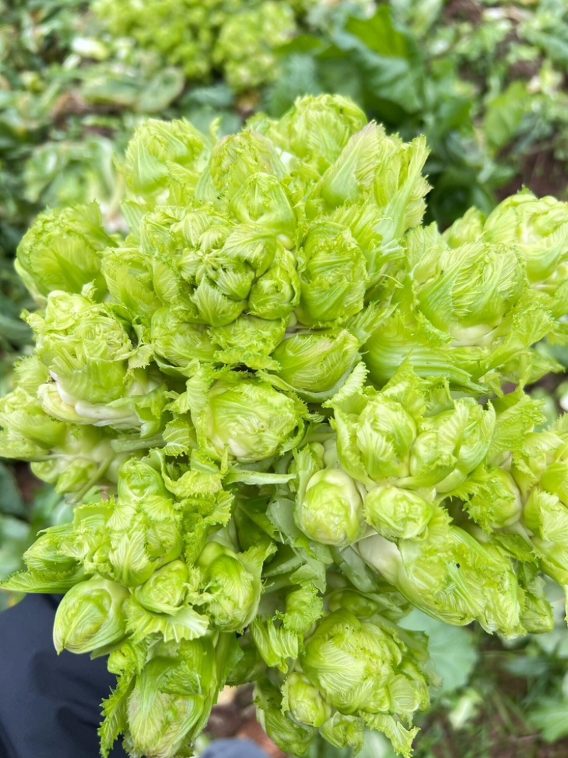 儿菜精品大量上市产地直发货源充足欢迎来电合作代发全国