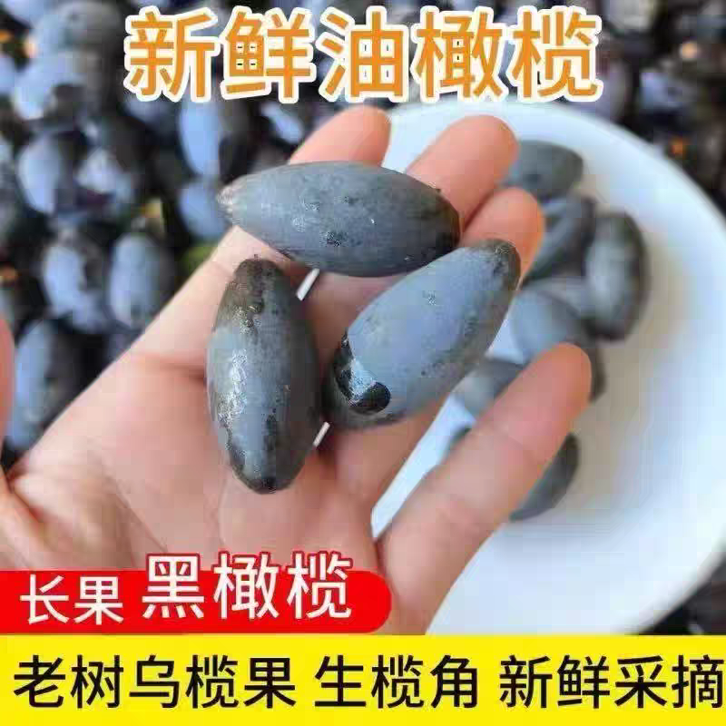潮汕新鲜现摘乌油榄