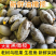 潮汕新鲜现摘乌油榄