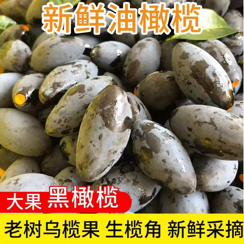 潮汕新鲜现摘乌油榄
