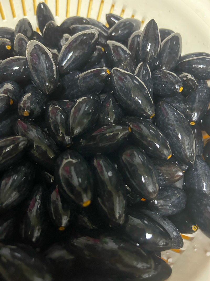 潮汕新鲜现摘乌油榄