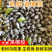 潮汕新鲜现摘乌油榄