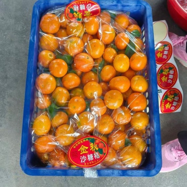 金秋沙糖桔，保质保量发货，对接农贸市场，各类电商平台。