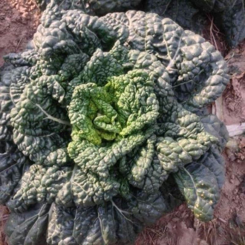 春不老高价菜种子耐寒耐抽苔乌塌菜
