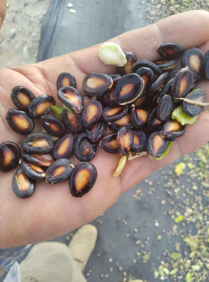 新疆墨玉新收获生西瓜子100余吨欢迎随时电话联系