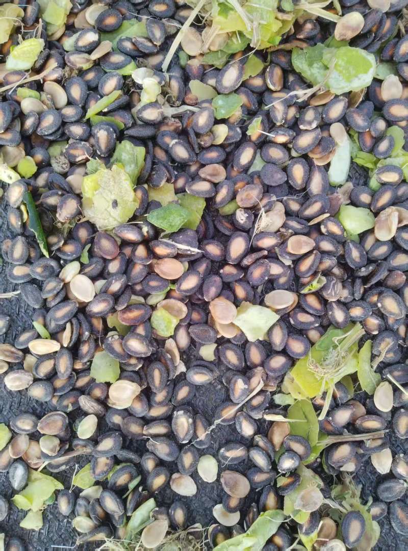 新疆墨玉新收获生西瓜子100余吨欢迎随时电话联系
