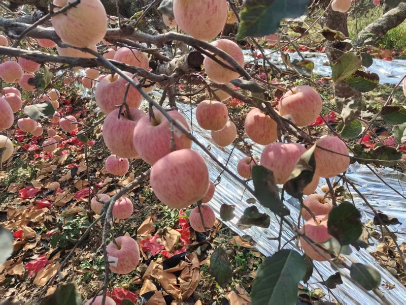 新鲜苹果具体看规格，平度旧店鲜果，专业代办