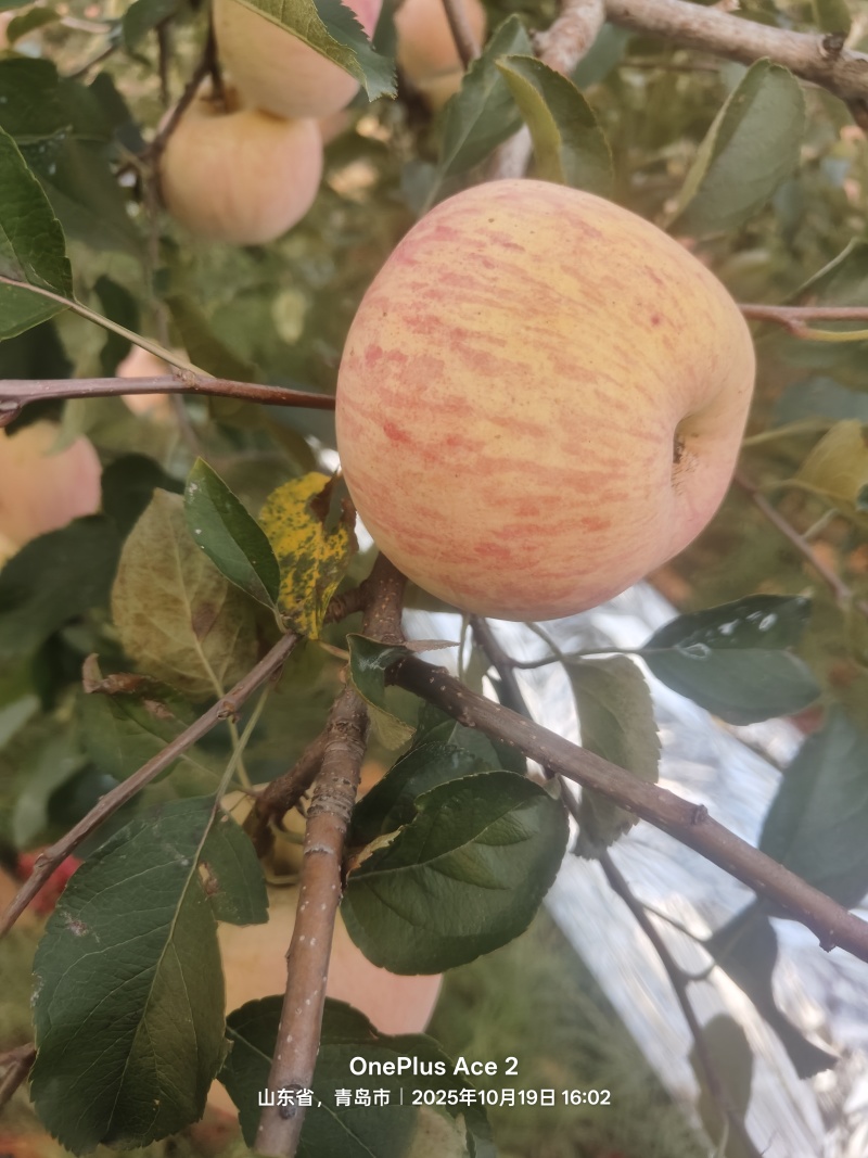 新鲜苹果具体看规格，平度旧店鲜果，专业代办