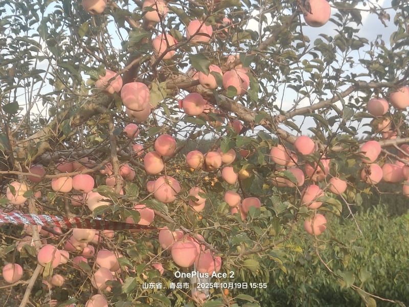 新鲜苹果具体看规格，平度旧店鲜果，专业代办