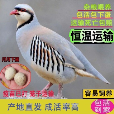 家禽养殖10只2只公8个母包邮