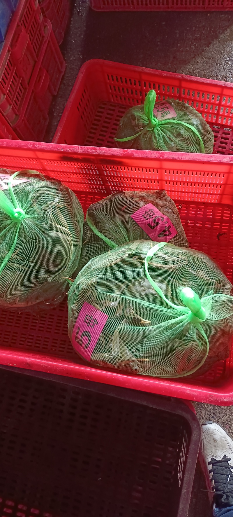 精品大闸蟹批发