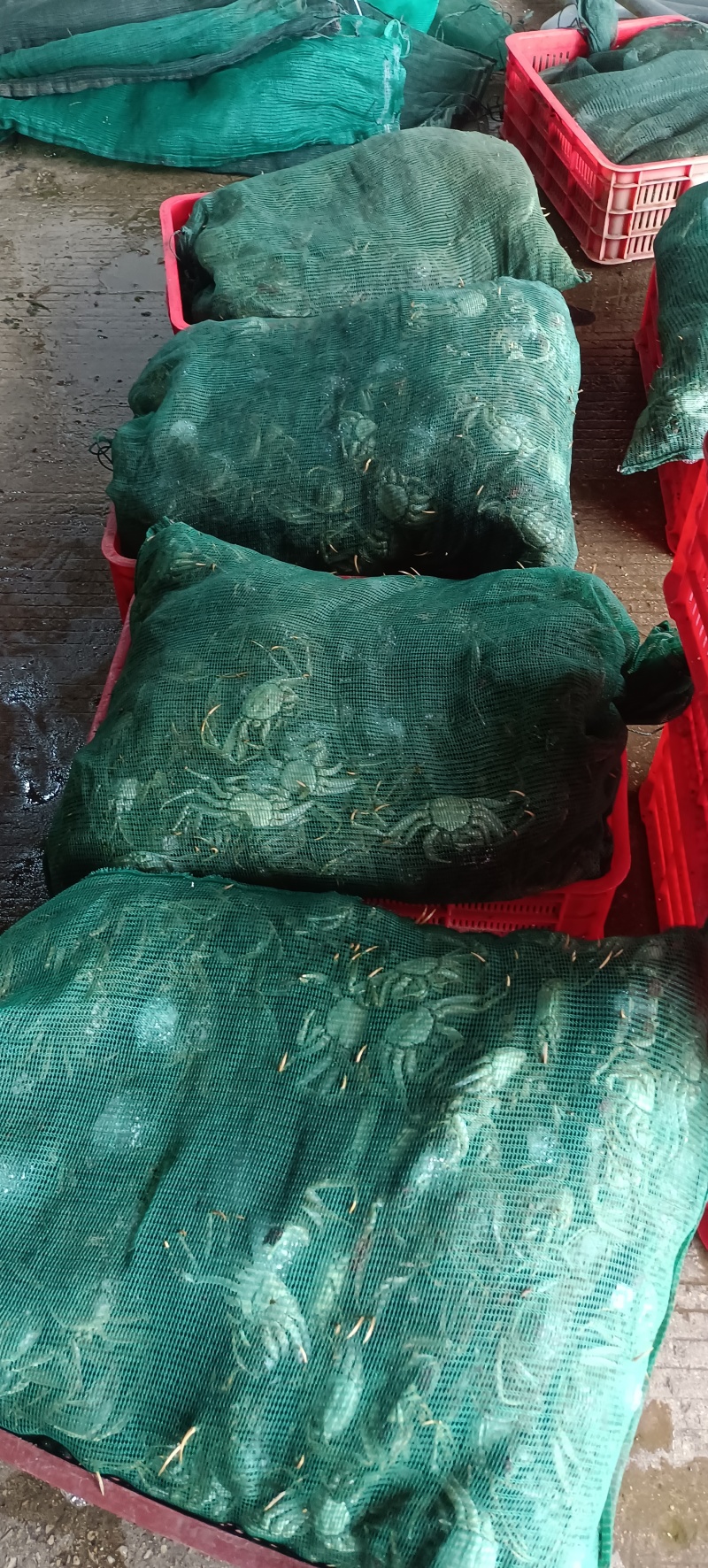 精品大闸蟹批发