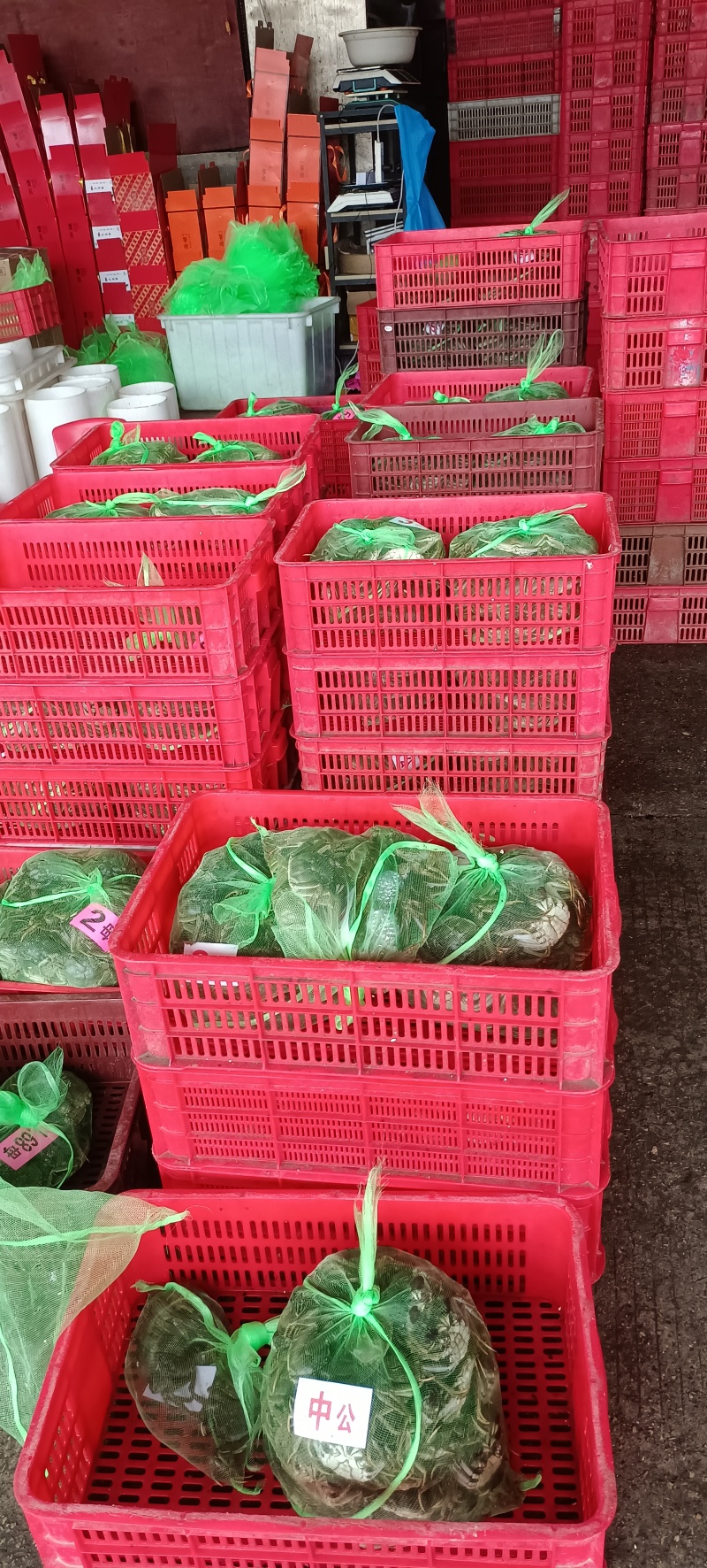 精品大闸蟹批发