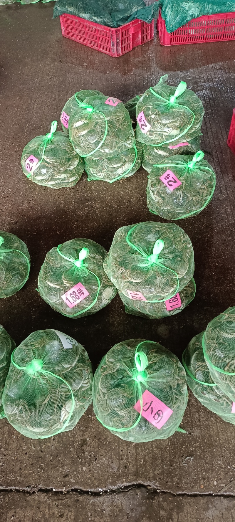 精品大闸蟹批发