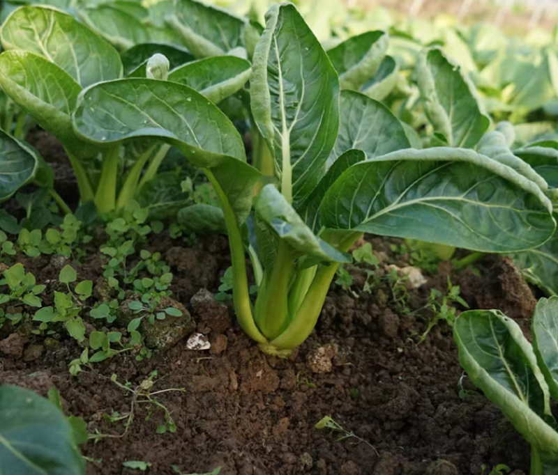 启东肉菜种子圆叶叶片厚口感糯美秋冬耐寒耐抽苔青菜种子