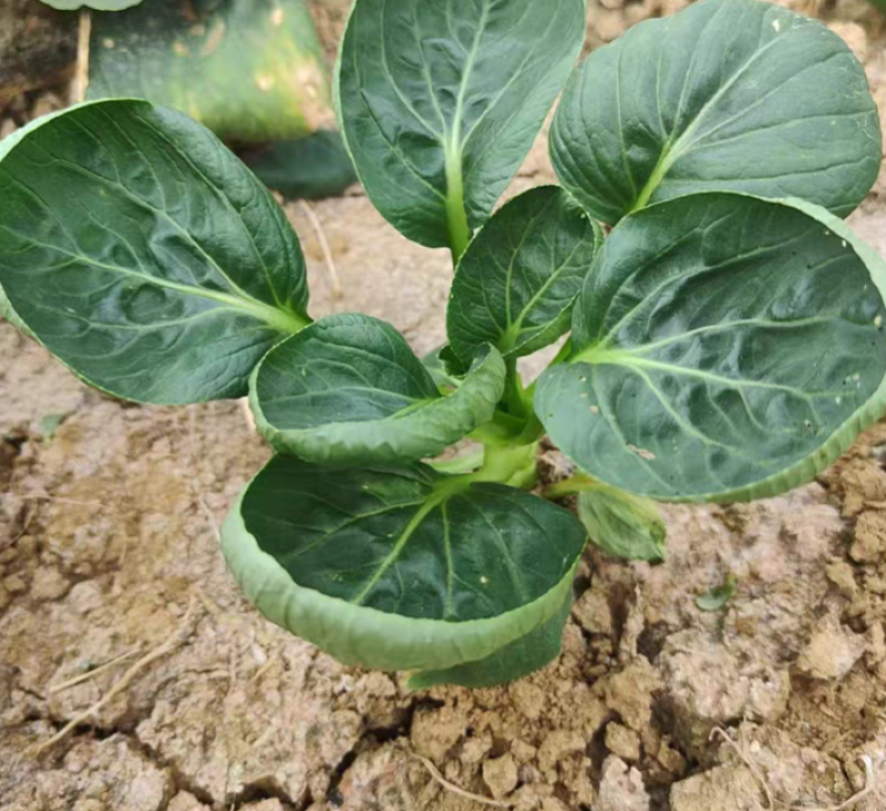 启东肉菜种子圆叶叶片厚口感糯美秋冬耐寒耐抽苔青菜种子