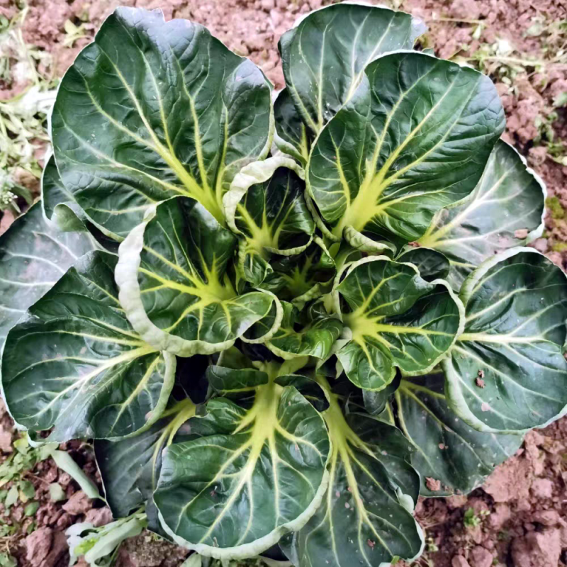 启东肉菜种子圆叶叶片厚口感糯美秋冬耐寒耐抽苔青菜种子