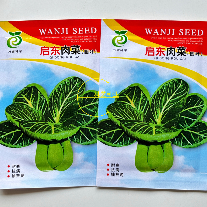 启东肉菜种子圆叶叶片厚口感糯美秋冬耐寒耐抽苔青菜种子