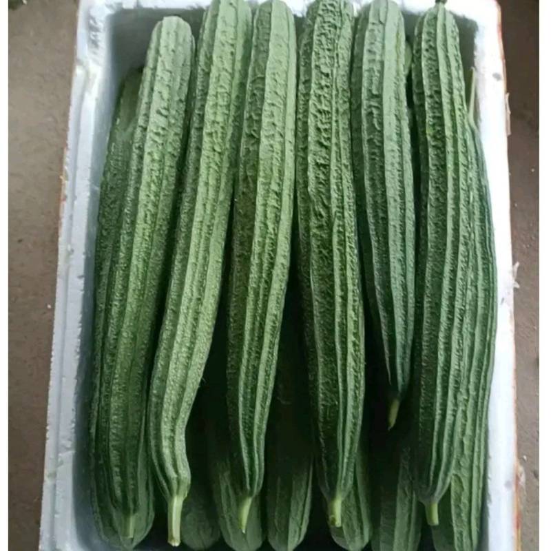 棱角丝瓜贵州一手货源全国供货现采现发