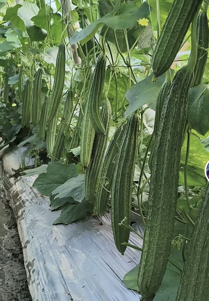 棱角丝瓜贵州一手货源全国供货现采现发