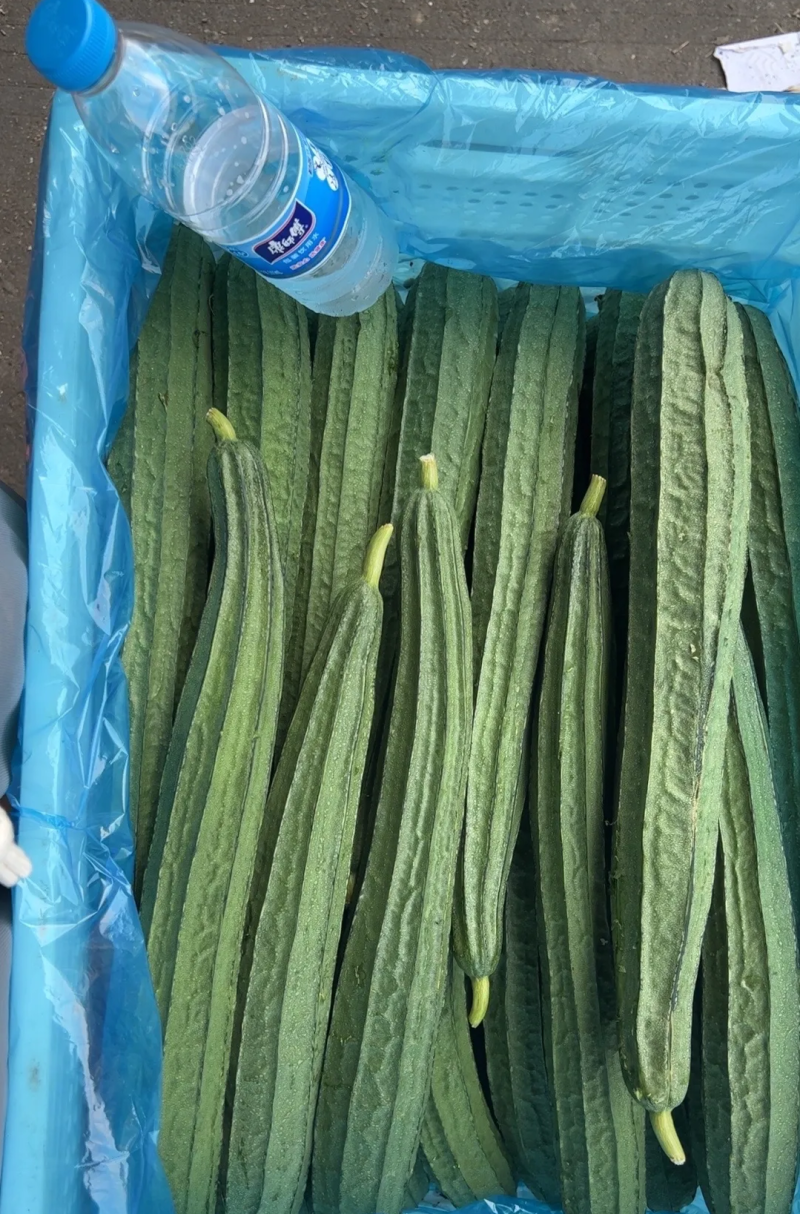 棱角丝瓜贵州一手货源全国供货现采现发
